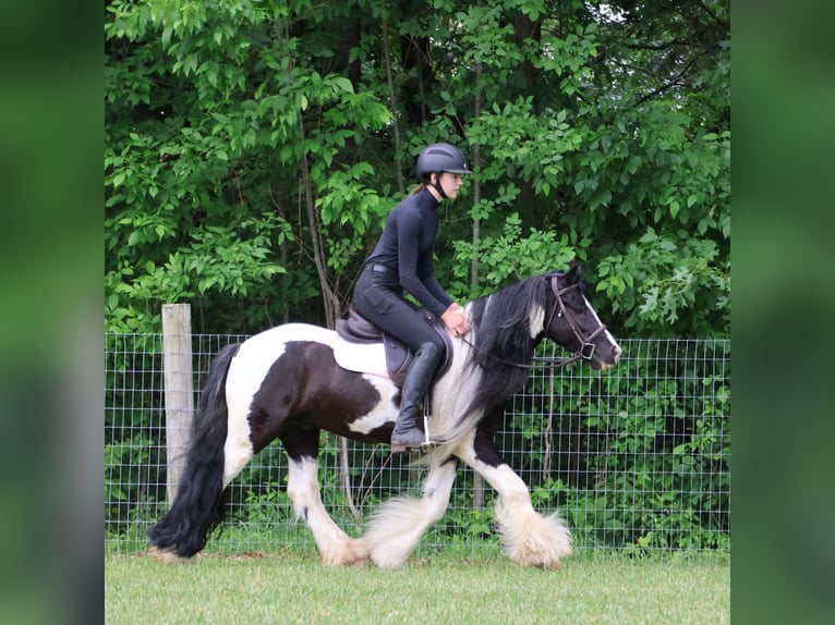 Tinker Ruin 6 Jaar 127 cm Tobiano-alle-kleuren in Howell