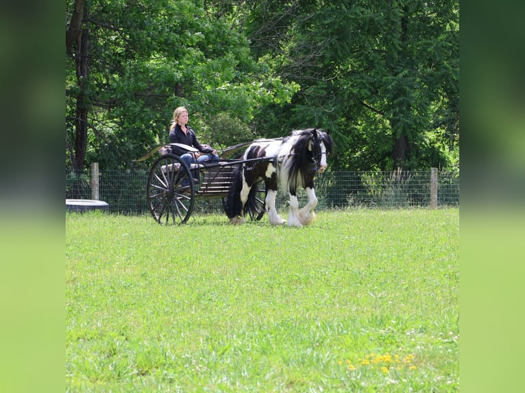 Tinker Ruin 6 Jaar 127 cm Tobiano-alle-kleuren in Howell