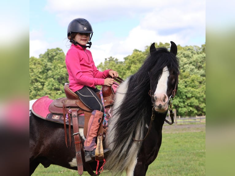 Tinker Ruin 6 Jaar 127 cm Tobiano-alle-kleuren in Howell