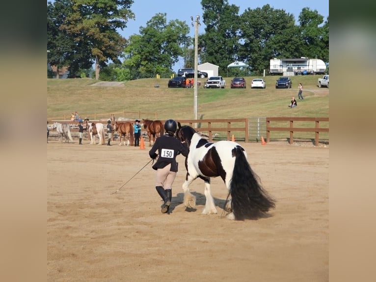 Tinker Ruin 6 Jaar 127 cm Tobiano-alle-kleuren in Howell