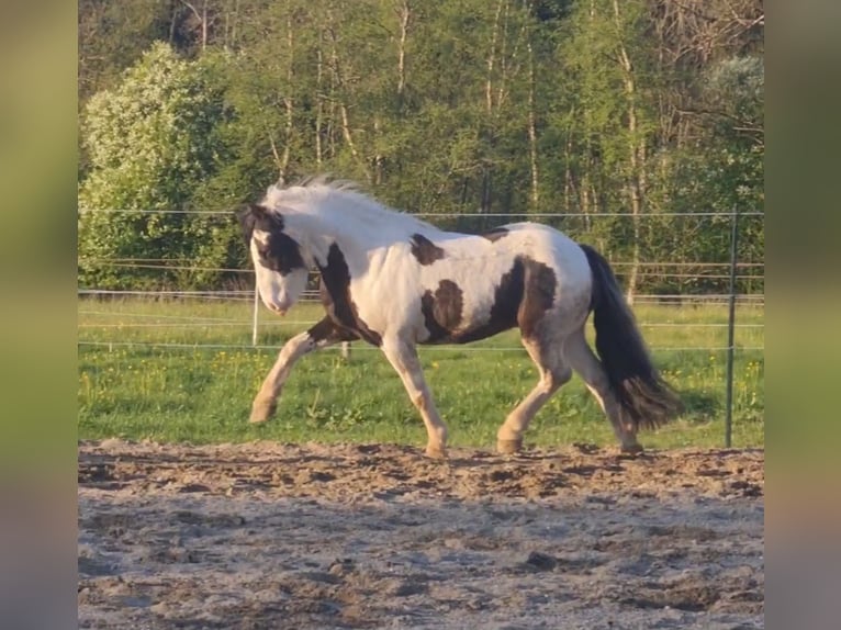Tinker Ruin 6 Jaar 129 cm Gevlekt-paard in Isny im Allg&#xE4;u