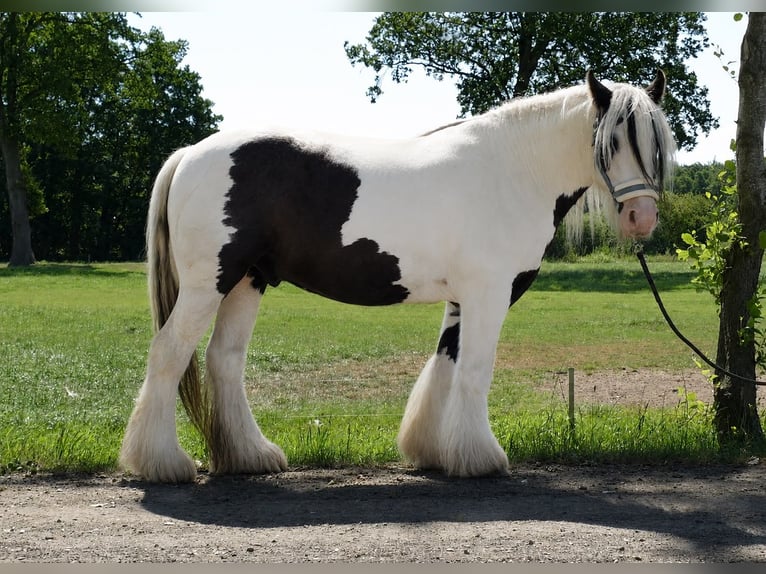 Tinker Ruin 6 Jaar 130 cm Gevlekt-paard in Lathen