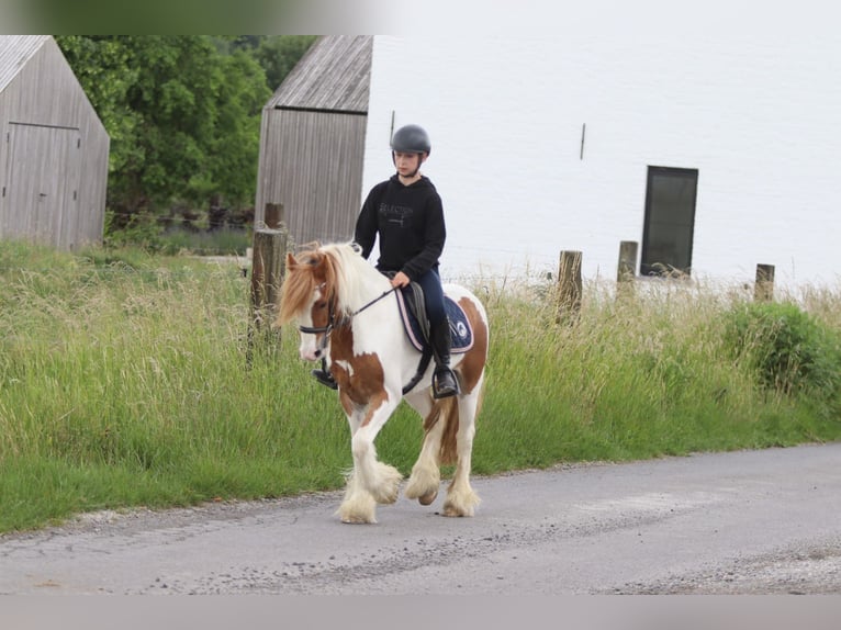Tinker Ruin 6 Jaar 132 cm Gevlekt-paard in Bogaarden