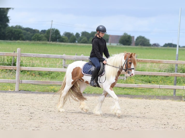 Tinker Ruin 6 Jaar 132 cm Gevlekt-paard in Bogaarden