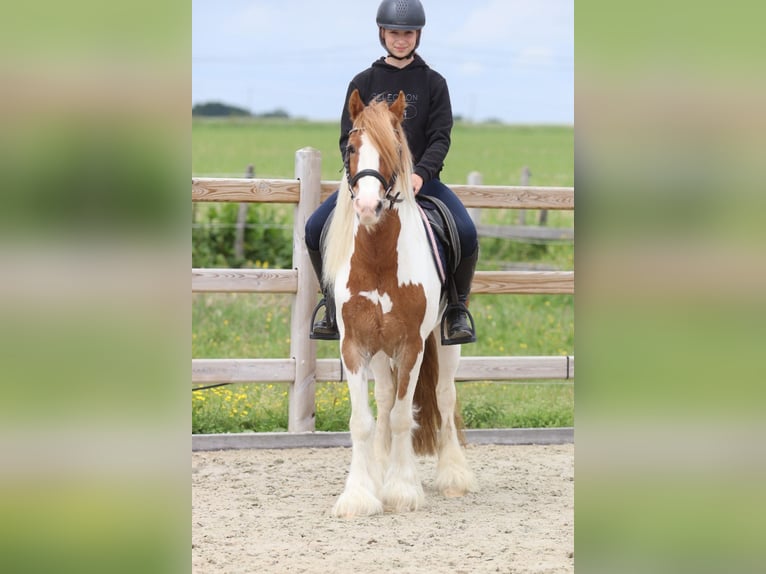 Tinker Ruin 6 Jaar 132 cm Gevlekt-paard in Bogaarden