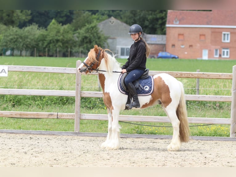Tinker Ruin 6 Jaar 132 cm Gevlekt-paard in Bogaarden