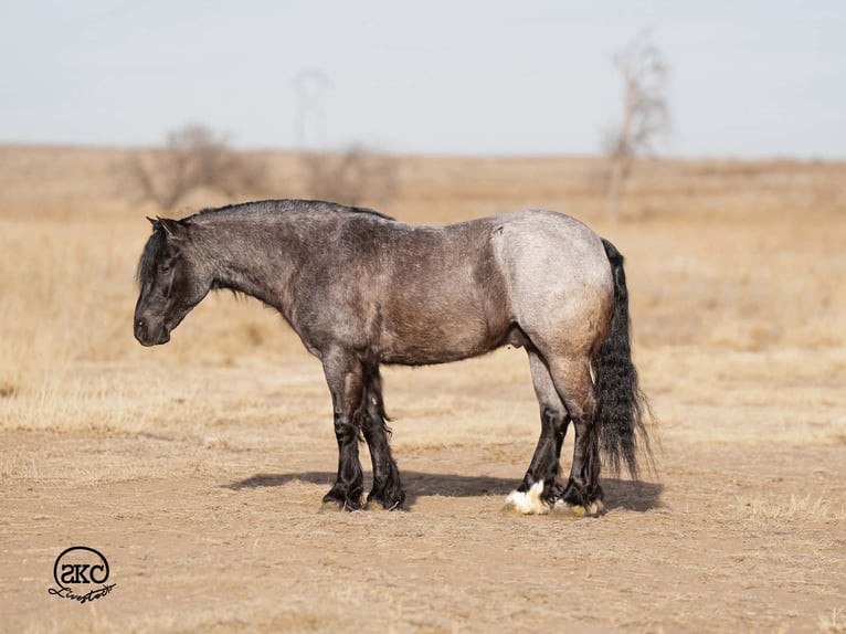 Tinker Mix Ruin 6 Jaar 135 cm Roan-Blue in Canyon, TX
