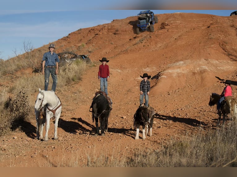 Tinker Mix Ruin 6 Jaar 135 cm Roan-Blue in Canyon, TX