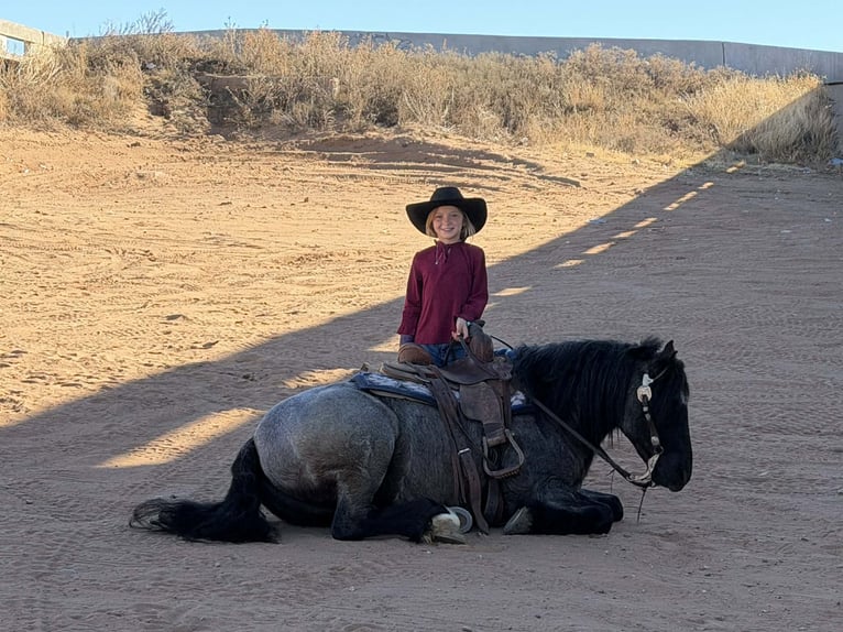 Tinker Mix Ruin 6 Jaar 135 cm Roan-Blue in Canyon, TX