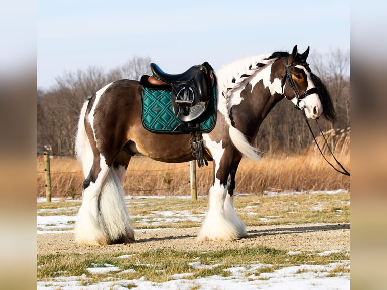 Tinker Ruin 6 Jaar 137 cm Gevlekt-paard in Syracuse