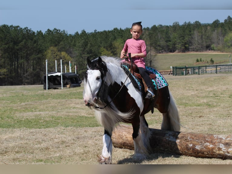 Tinker Ruin 6 Jaar 137 cm Gevlekt-paard in Syracuse
