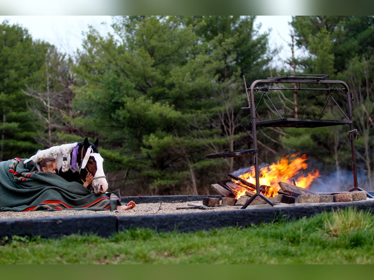 Tinker Ruin 6 Jaar 137 cm Gevlekt-paard in Syracuse