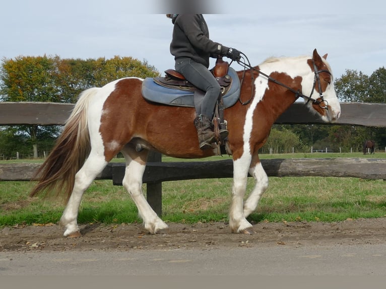 Tinker Mix Ruin 6 Jaar 138 cm Gevlekt-paard in Lathen