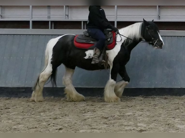 Tinker Ruin 6 Jaar 138 cm Gevlekt-paard in Lathen