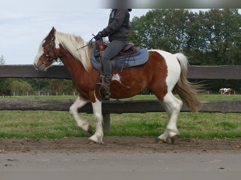 Tinker Mix Ruin 6 Jaar 138 cm Gevlekt-paard in Lathen