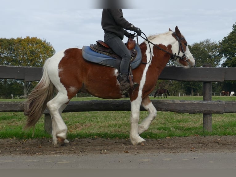 Tinker Mix Ruin 6 Jaar 138 cm Gevlekt-paard in Lathen