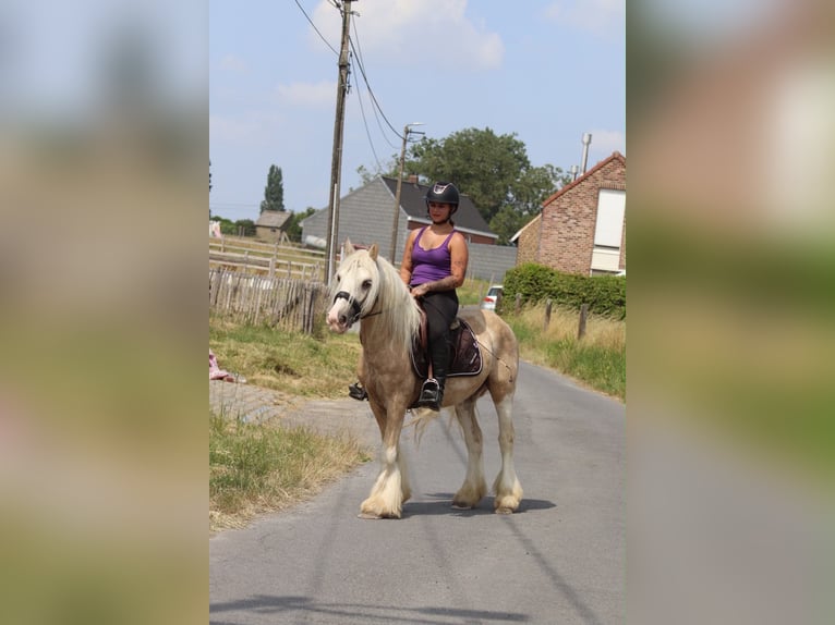 Tinker Ruin 6 Jaar 140 cm Palomino in Pepingen