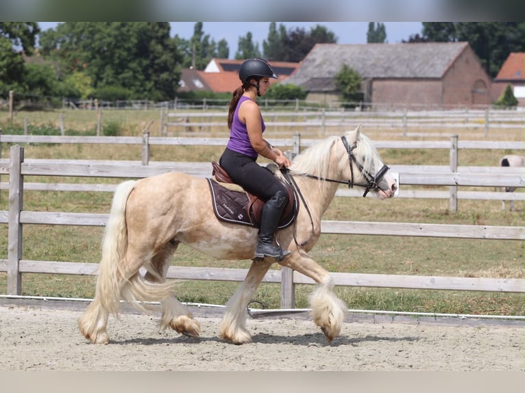 Tinker Ruin 6 Jaar 140 cm Palomino in Pepingen