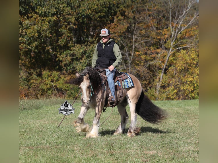 Tinker Ruin 6 Jaar 142 cm Buckskin in Mount Vernon