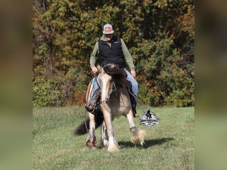 Tinker Ruin 6 Jaar 142 cm Buckskin in Mount Vernon