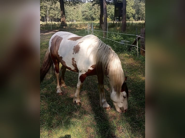 Tinker Mix Ruin 6 Jaar 142 cm Gevlekt-paard in Burgdorf