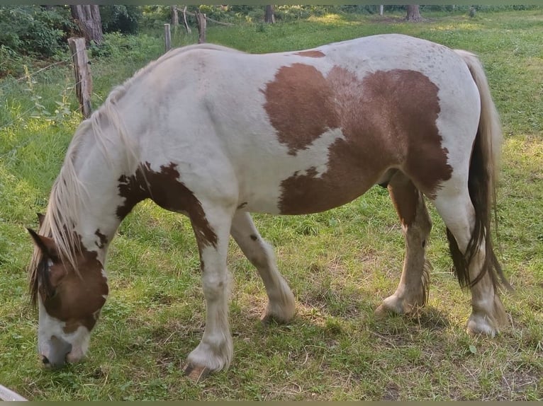 Tinker Mix Ruin 6 Jaar 142 cm Gevlekt-paard in Burgdorf