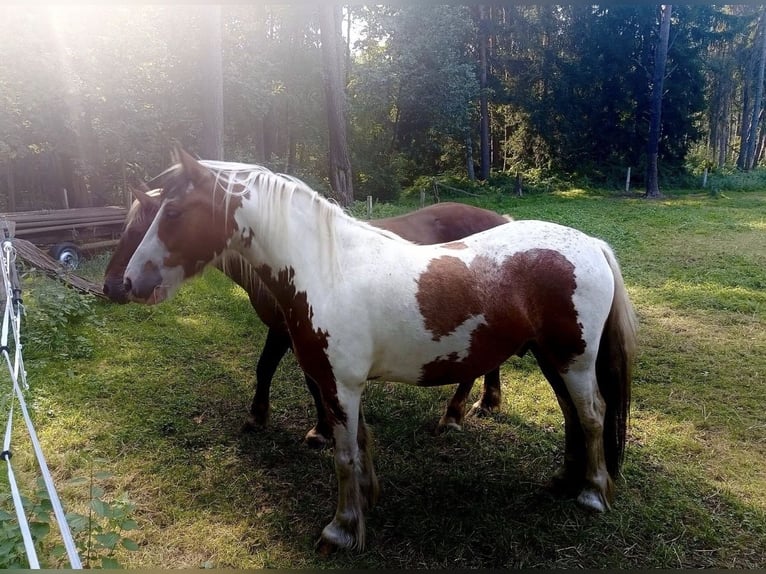 Tinker Mix Ruin 6 Jaar 142 cm Gevlekt-paard in Burgdorf