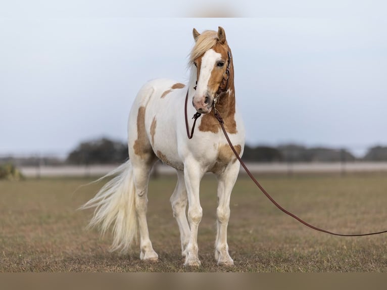 Tinker Ruin 6 Jaar 142 cm Tobiano-alle-kleuren in Victoria