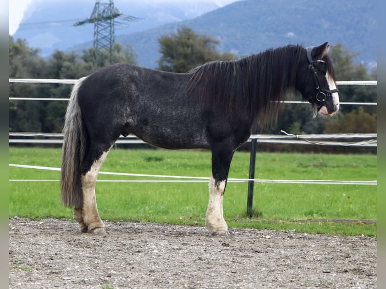 Tinker Ruin 6 Jaar 143 cm Sabino in Kirchbichl