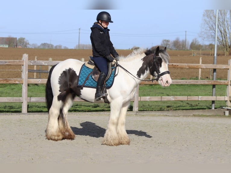Tinker Ruin 6 Jaar 144 cm Gevlekt-paard in Pepingen