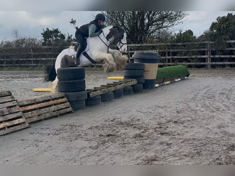 Tinker Ruin 6 Jaar 144 cm Gevlekt-paard in Pepingen
