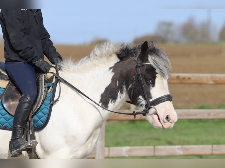 Tinker Ruin 6 Jaar 144 cm Gevlekt-paard in Pepingen