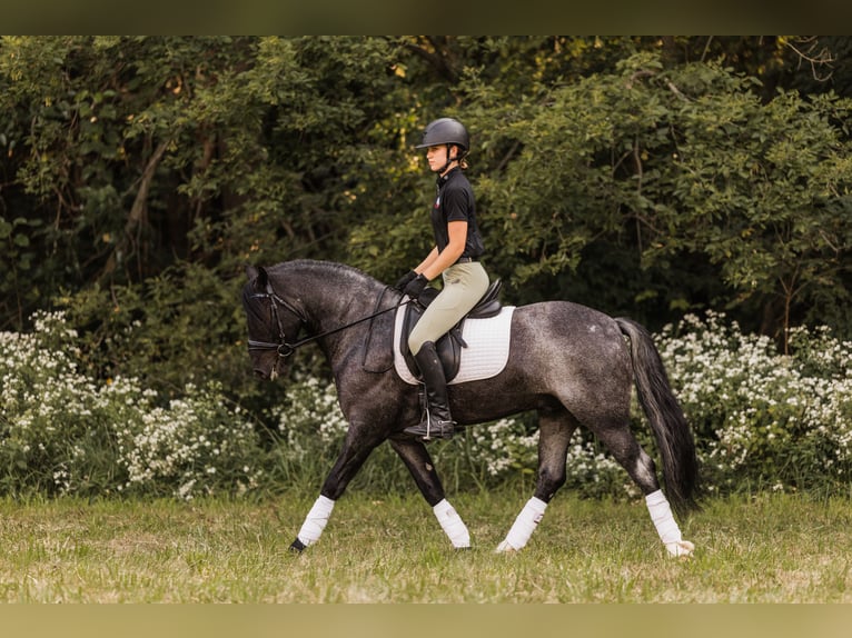 Tinker Mix Ruin 6 Jaar 145 cm Roan-Blue in Ames, IA