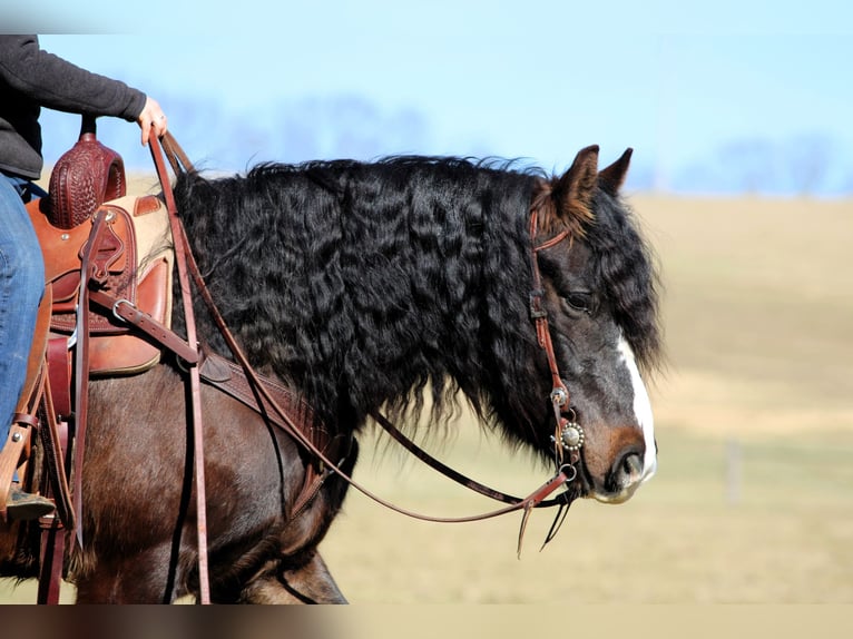 Tinker Ruin 6 Jaar 145 cm Roodbruin in Clarion