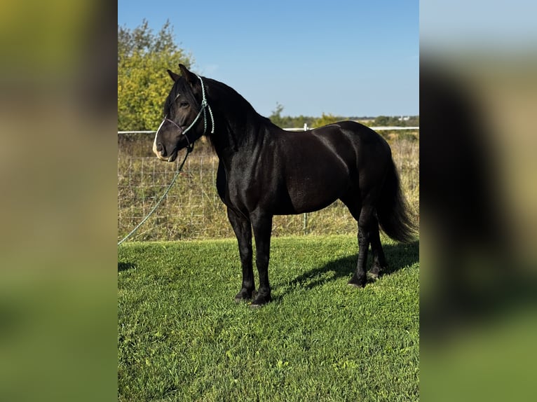 Tinker Mix Ruin 6 Jaar 145 cm Roodbruin in Pickett