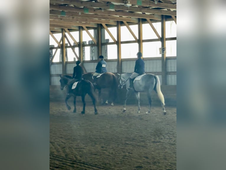 Tinker Mix Ruin 6 Jaar 145 cm Roodbruin in Pickett