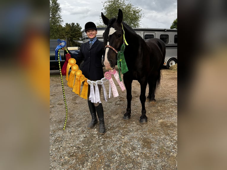 Tinker Mix Ruin 6 Jaar 145 cm Roodbruin in Pickett