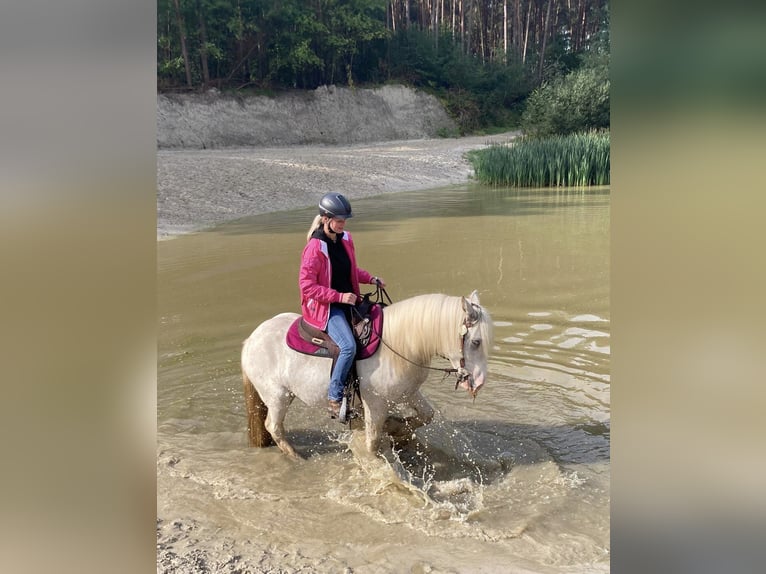Tinker Ruin 6 Jaar 148 cm Sabino in Lathen