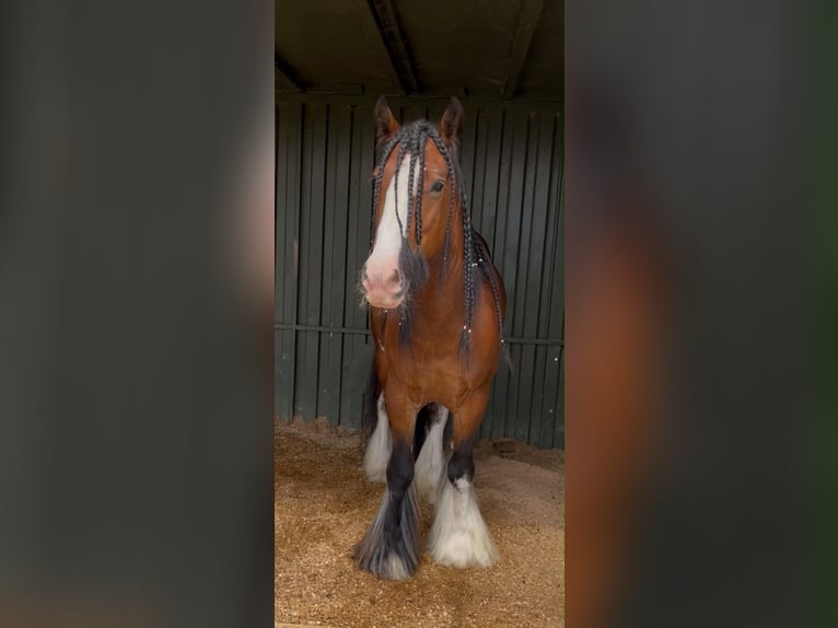 Tinker Ruin 6 Jaar 150 cm  in Efringen-Kirchen