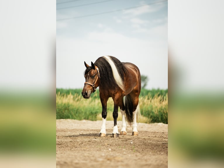 Tinker Mix Ruin 6 Jaar 152 cm Gevlekt-paard in Cambridge