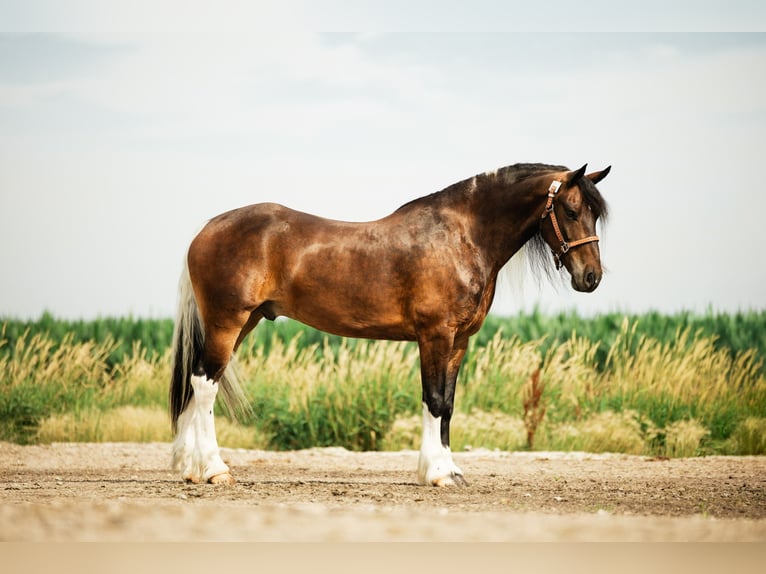 Tinker Mix Ruin 6 Jaar 152 cm Gevlekt-paard in Cambridge