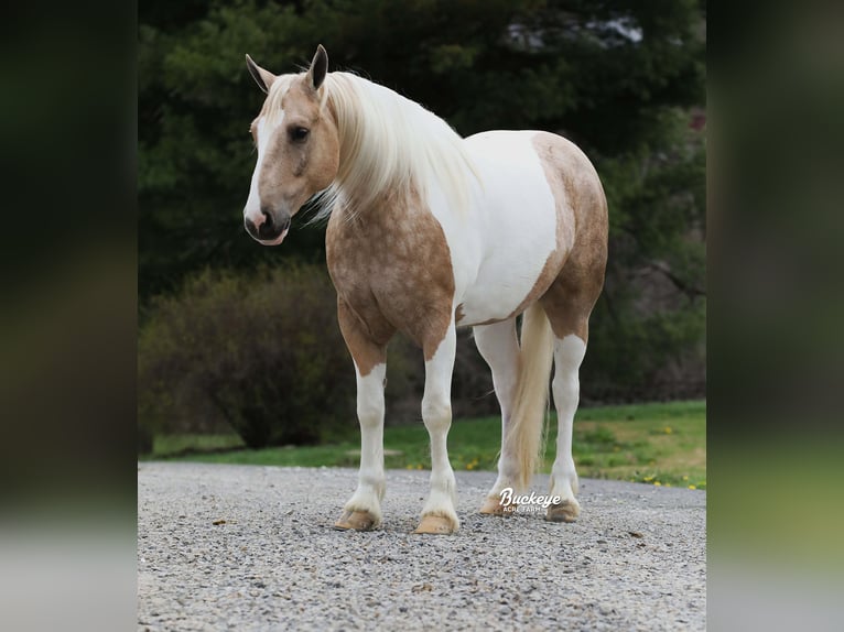 Tinker Mix Ruin 6 Jaar 152 cm Tobiano-alle-kleuren in Millersburg
