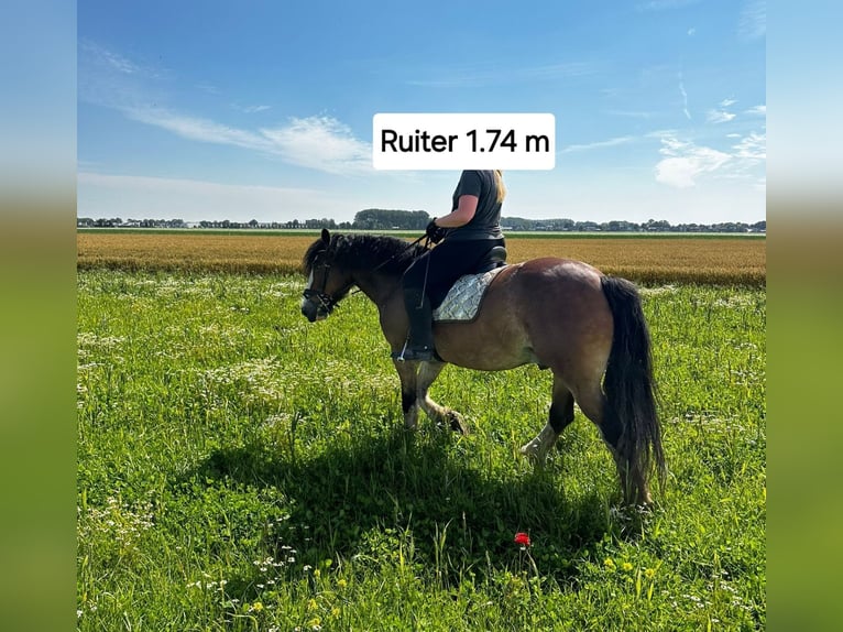 Tinker Ruin 6 Jaar 153 cm Bruin in Numansdorp