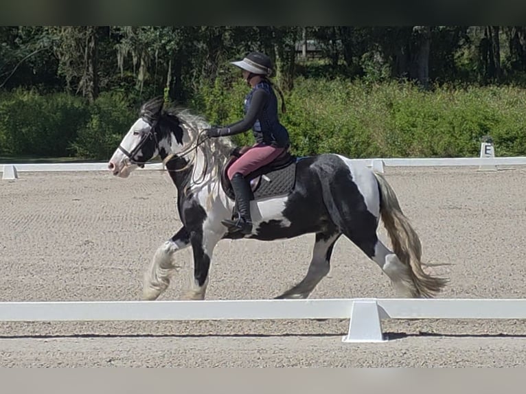 Tinker Ruin 6 Jaar 155 cm Gevlekt-paard in Ocala