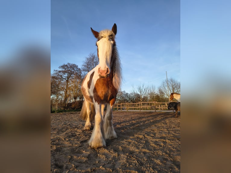 Tinker Ruin 6 Jaar 156 cm Gevlekt-paard in Westoverledingen