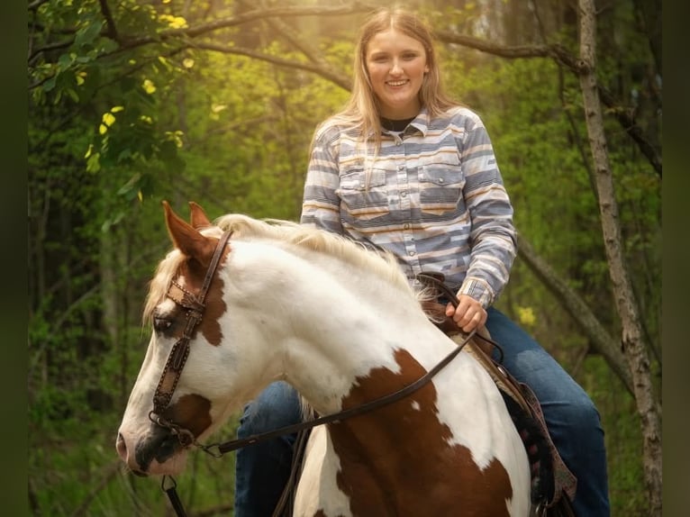 Tinker Ruin 6 Jaar 157 cm Gevlekt-paard in Saint Joe