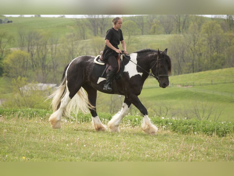 Tinker Mix Ruin 6 Jaar 163 cm Gevlekt-paard in Fresno