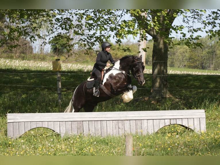 Tinker Mix Ruin 6 Jaar 163 cm Gevlekt-paard in Fresno