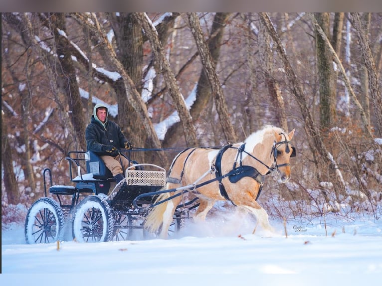 Tinker Mix Ruin 6 Jaar 168 cm Gevlekt-paard in Ocala