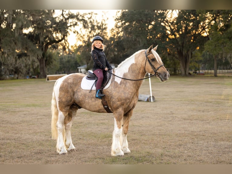Tinker Mix Ruin 6 Jaar 168 cm Gevlekt-paard in Ocala